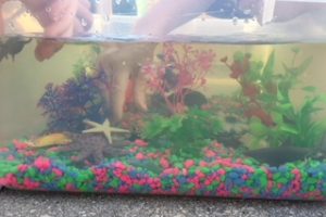 Fish Tank Sensory Bin